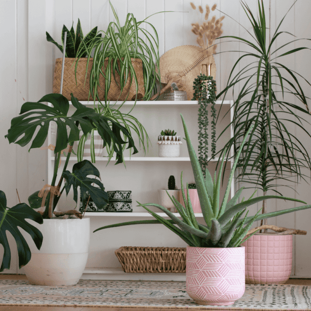 houseplants in a yoga studio