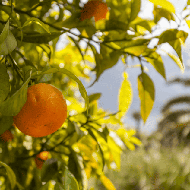 an orange on a tree that will be used for a fresh pressed juice