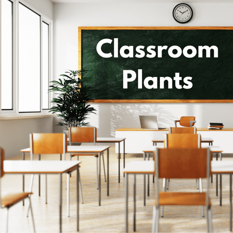a school classroom with an indoor plant with it
