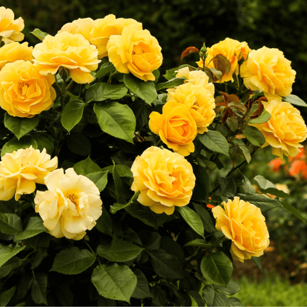 yellow roses
