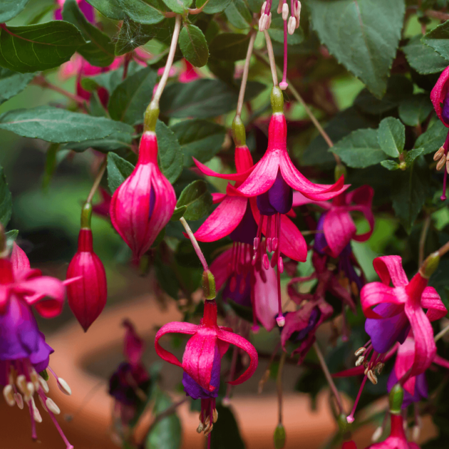 Bright flowers called fuchsia that can be planted on modern front porch ideas