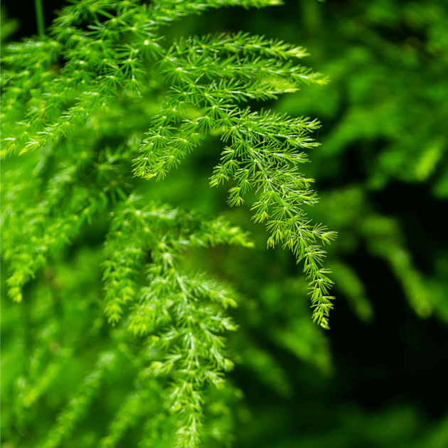Asparagus fern for wall hanging pots for plants
