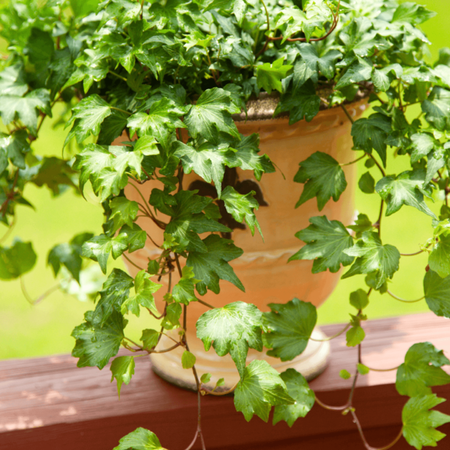 English ivy in a bot on a shady patio