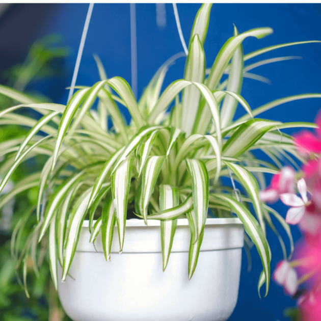 a spider plant as a diy hanging pots for plants