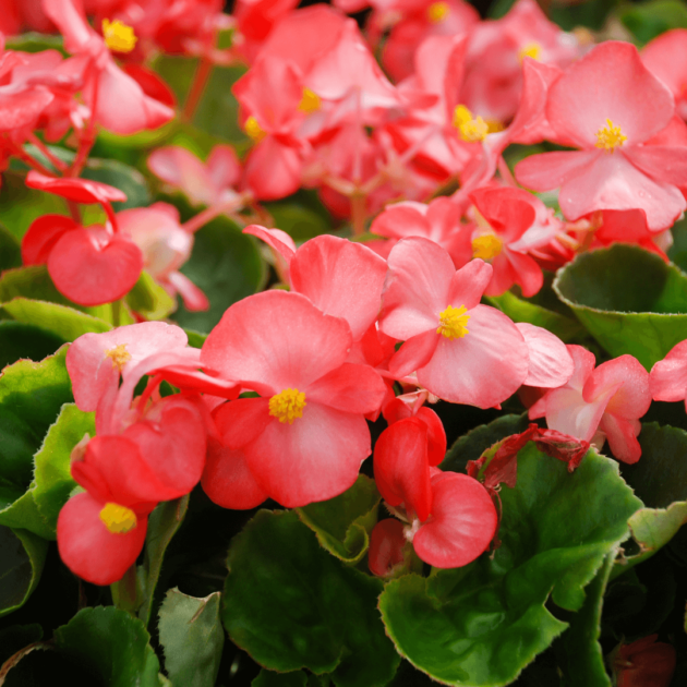 Pink flowers called begonias that are great on a shady patio