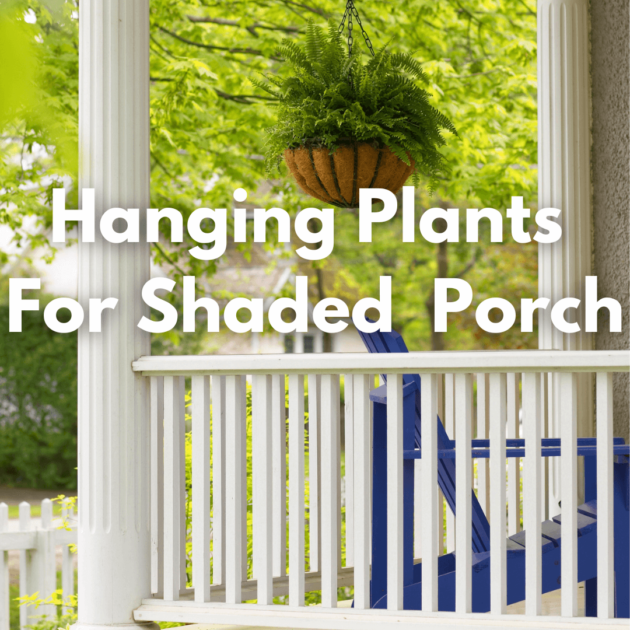 a fern hanging on a shaded front porch