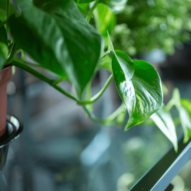 pothos that do well on shady small front porches