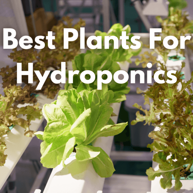 lettuce being grown using NFT hydroponic gardening