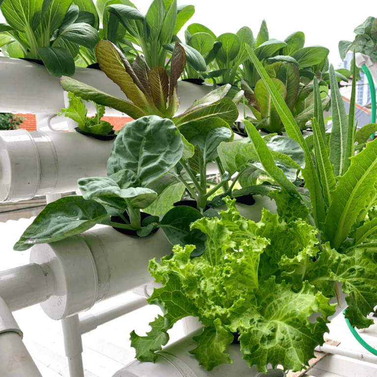 Lettuce being grown in nutrient film technique hydroponic system