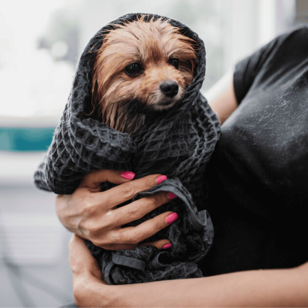 a thin waffle knit towel for a dog