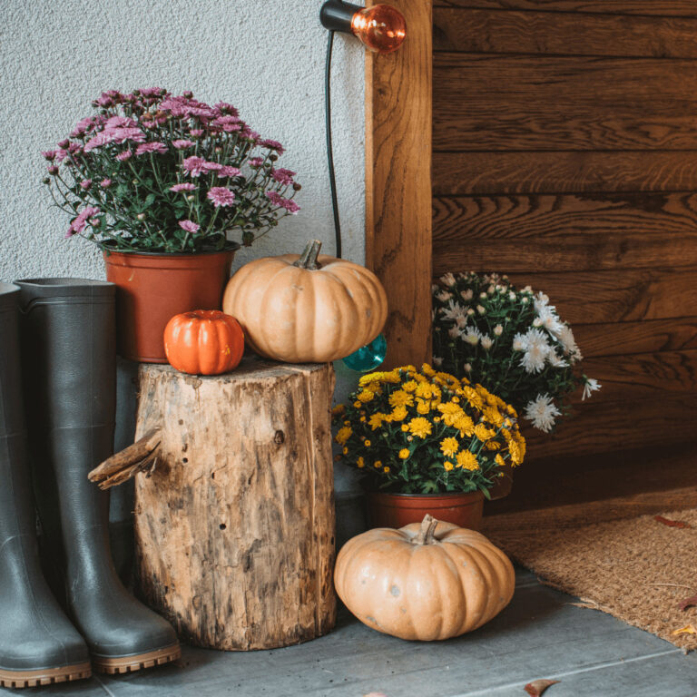 small pumpkins and mums