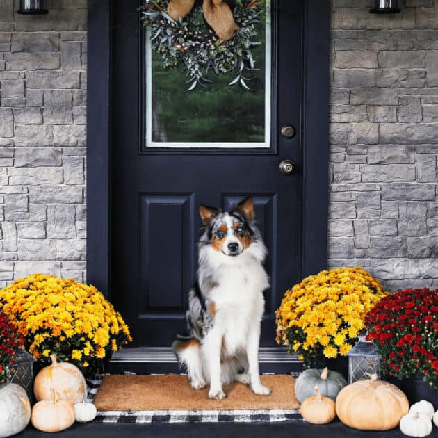 a dog on a cozy front porch decorated for Autum