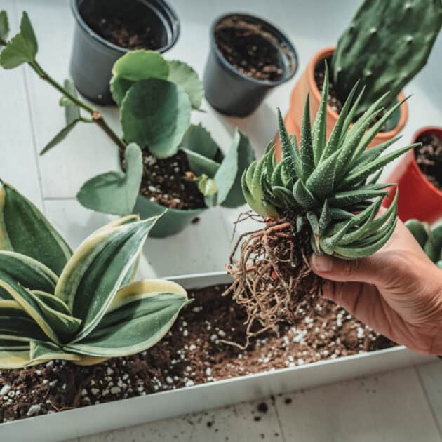 small balcony planter with snake plants and aloe vera