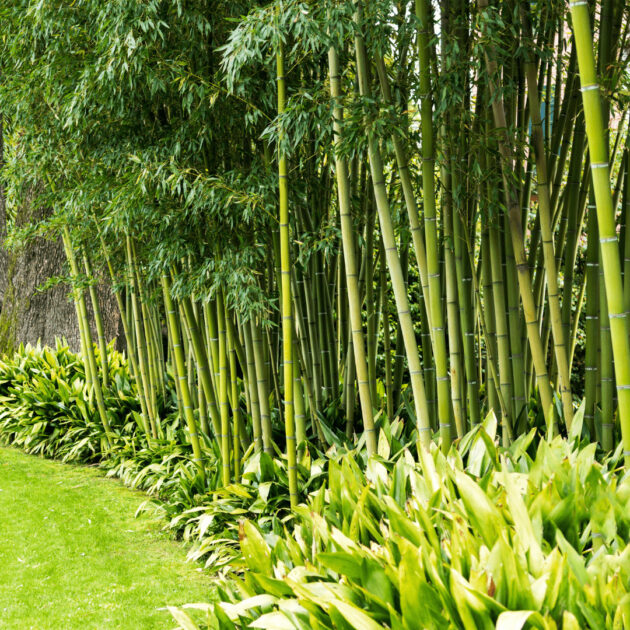 bamboo trees that are an easy bamboo fence