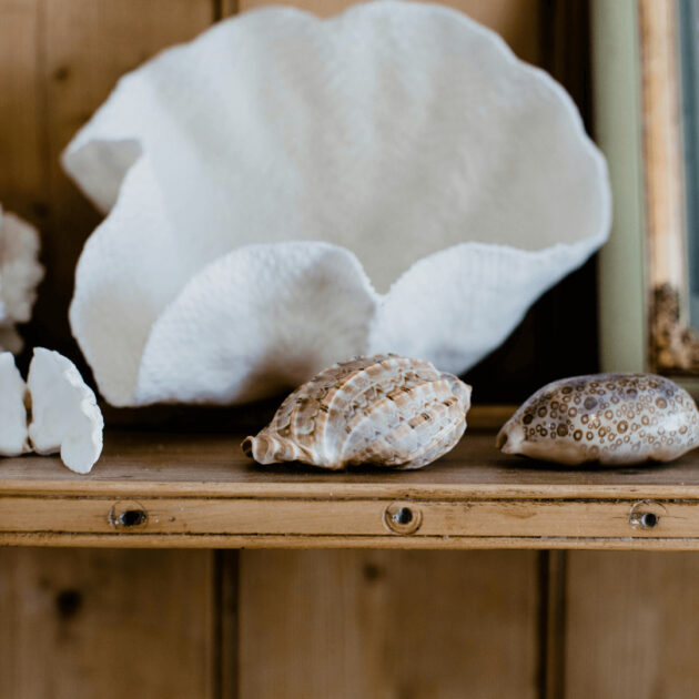 seashell kitchen decorations