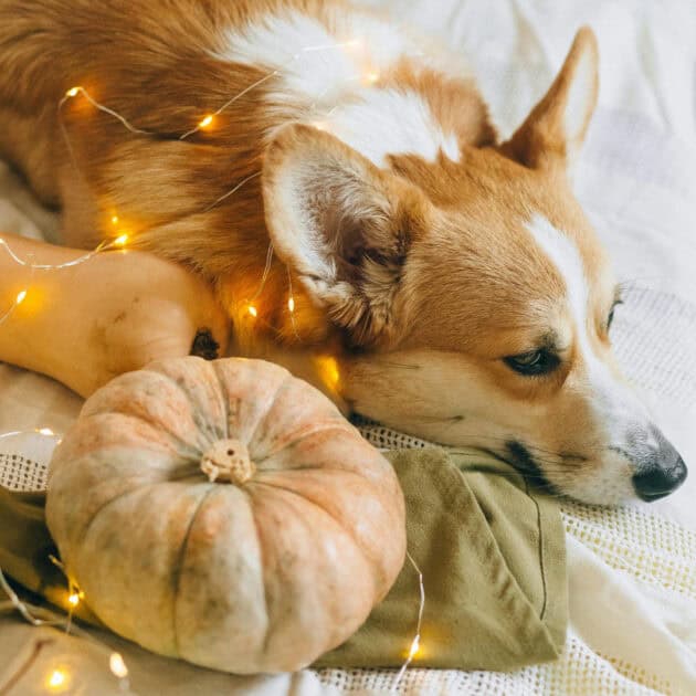 fairy lights and pumpkins