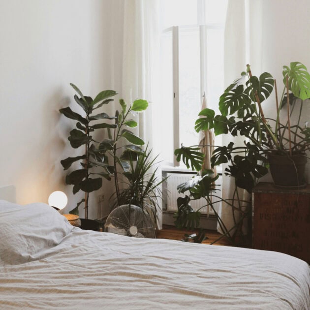 greenery in a bedroom
