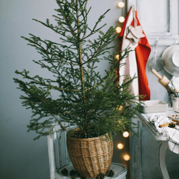 a potted plant for a unique eco friendly Christmas tree