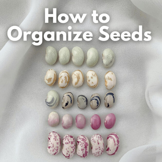 different color organized seeds