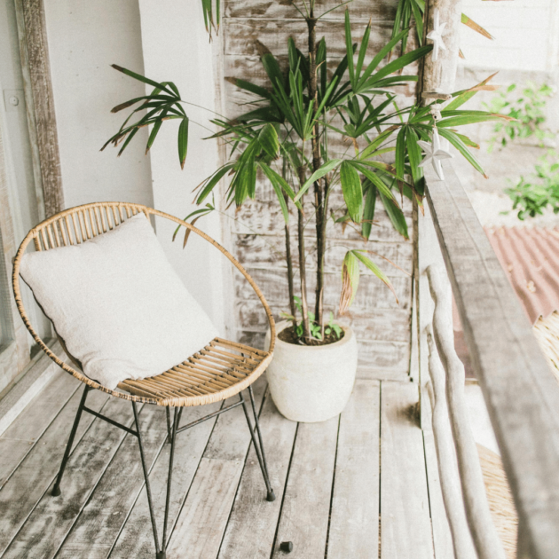 bamboo plant