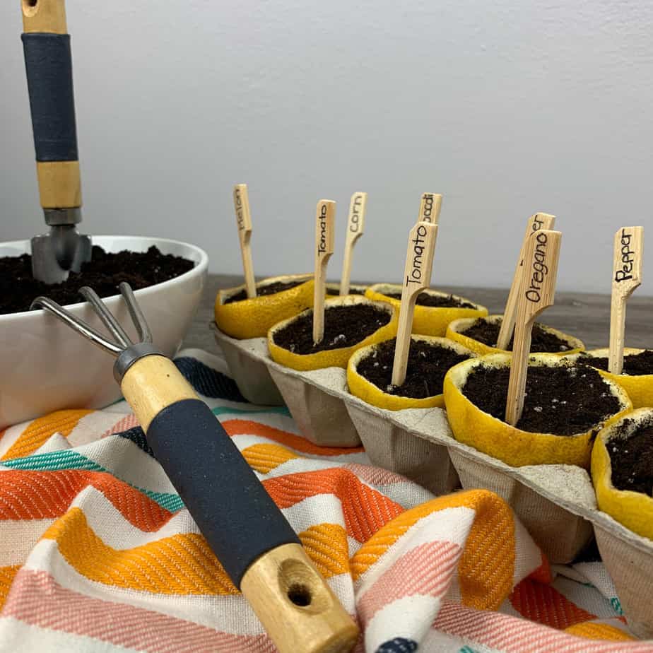 DIY Lemon Seed Starter Gardening Project for Kids