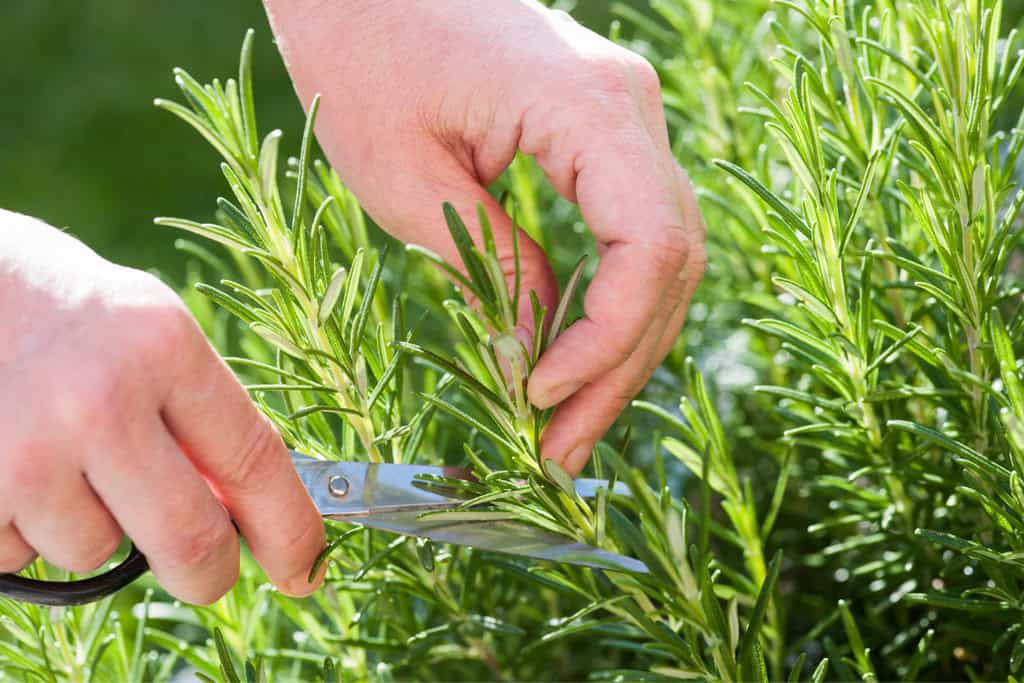 cutting herbs