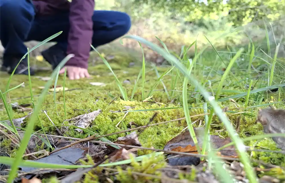 Close-up of mossy ground and blurred kneeling person.