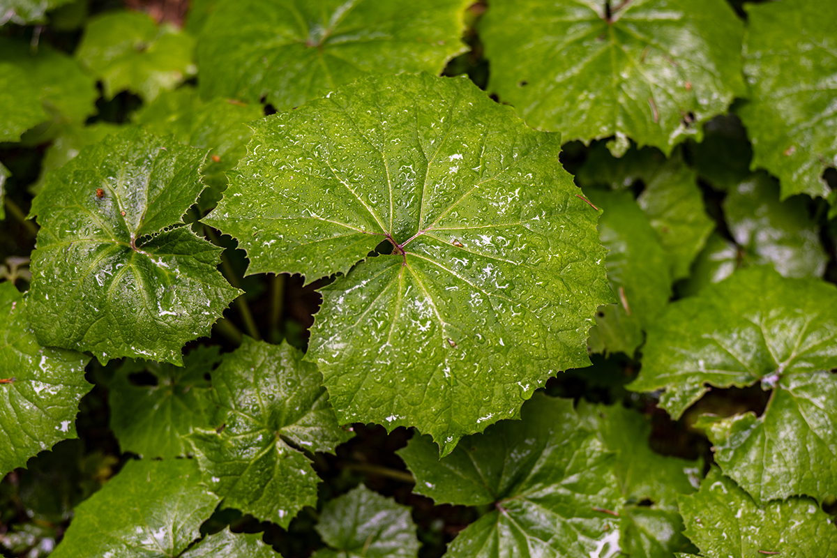 <p>Focal length : 58mm<br />
Exposure : F/2.4, 1/125 sec, ISO 64<br />
Camera : Nikon Z 7</p>
