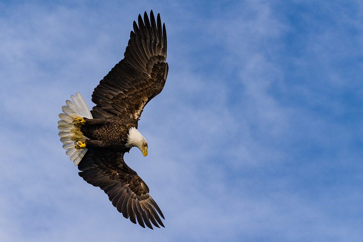 Un águila calva sobre un cielo azul despejado.