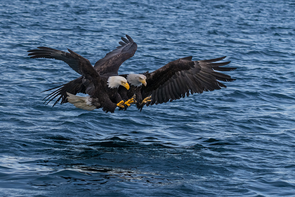 Dos águilas calvas chocan en pleno vuelo sobre aguas abiertas: un momento lleno de acción ideal para fotografiar águilas en libertad.