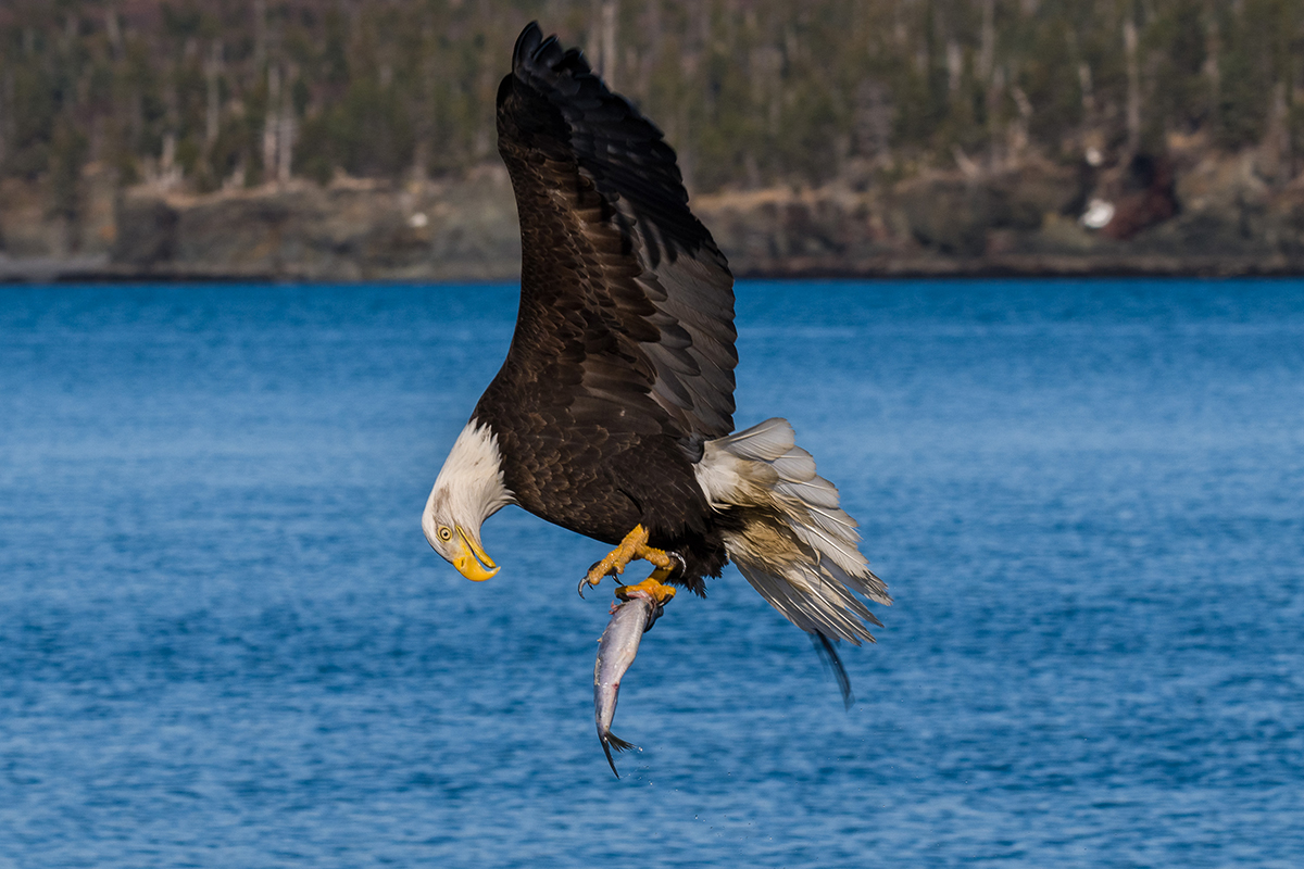 Un águila calva captura un pez en pleno vuelo sobre el agua en Alaska, un momento ideal para fotografiar águilas con un teleobjetivo.
