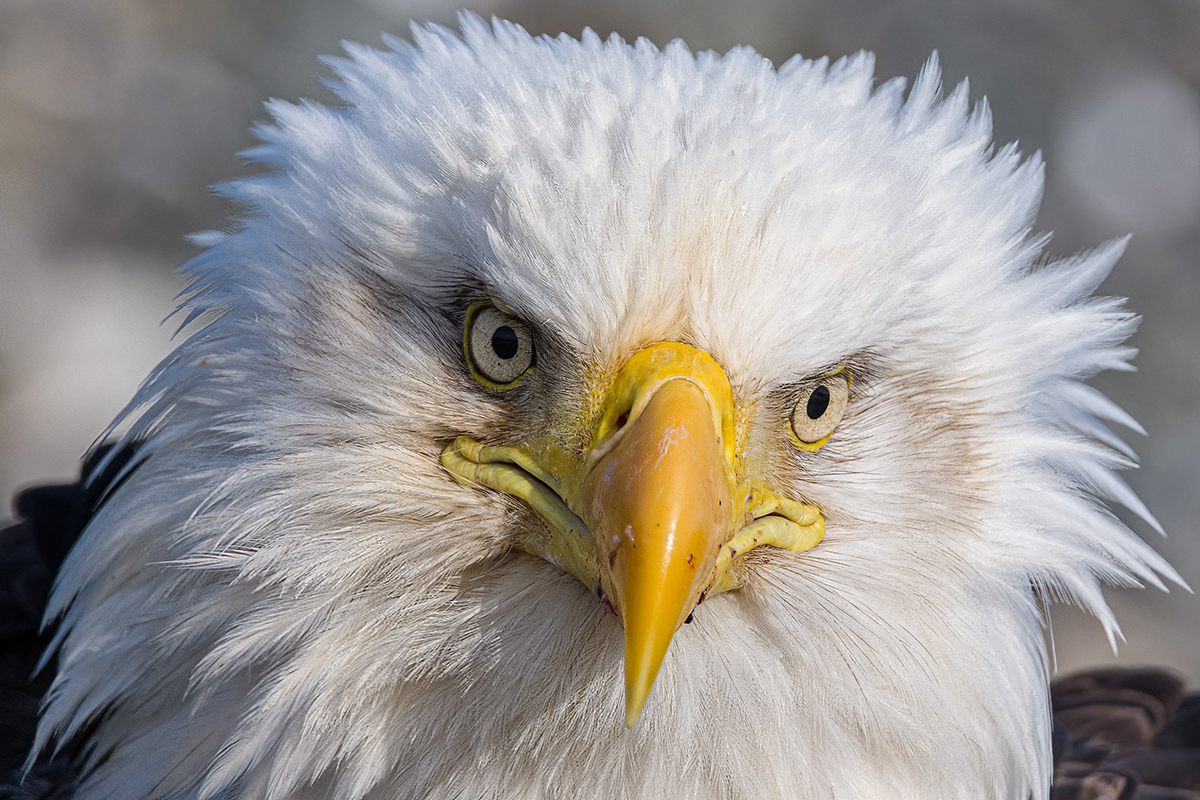 Intenso primer plano de penetrantes ojos amarillos y afilado pico, que muestra con detalle la textura de las plumas y la expresión.