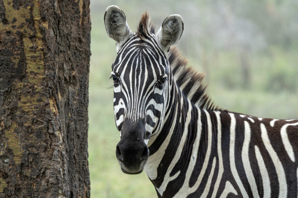 A close-up of a zebra standing beside a tree in a grassy landscape, captured with crisp detail using Tamron lenses for Sony A7R series cameras.