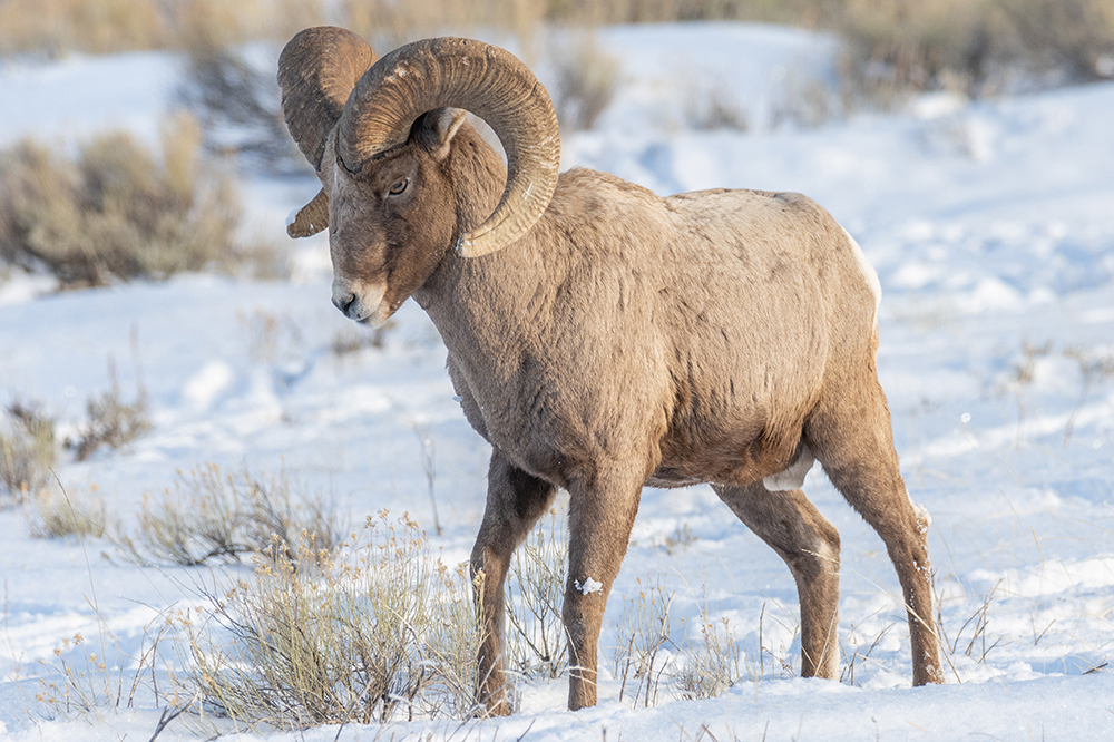 Ovelha Bighorn em alerta em uma paisagem de neve, capturada com uma lente teleobjetiva Tamron para fotografia da vida selvagem.