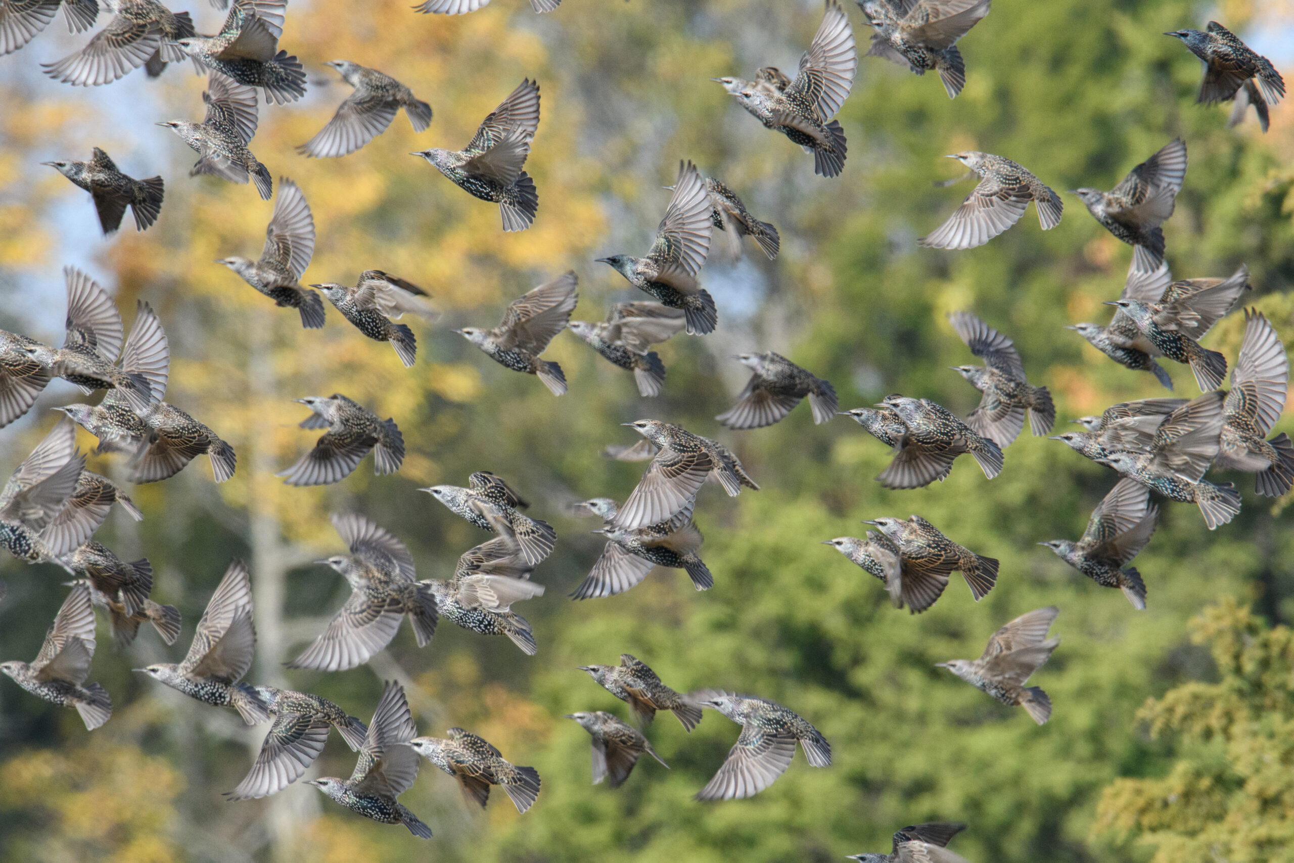 <p>Distancia focal : 600mm Exposici&oacute;n : F/11 1/1250seg ISO 3600</p>