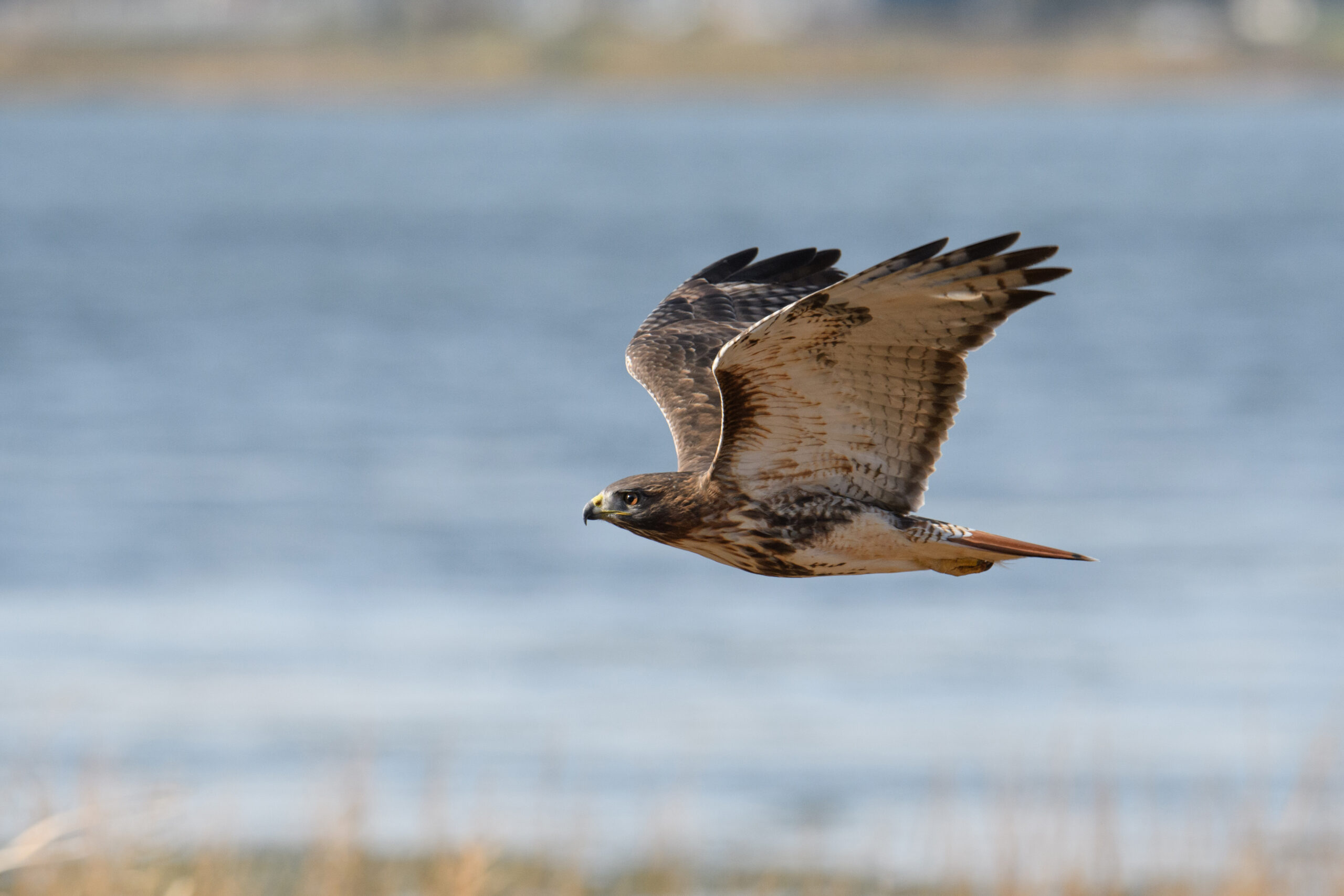 <p>Distancia focal : 400mm Exposici&oacute;n : F/6.3 1/2000seg ISO 900</p>