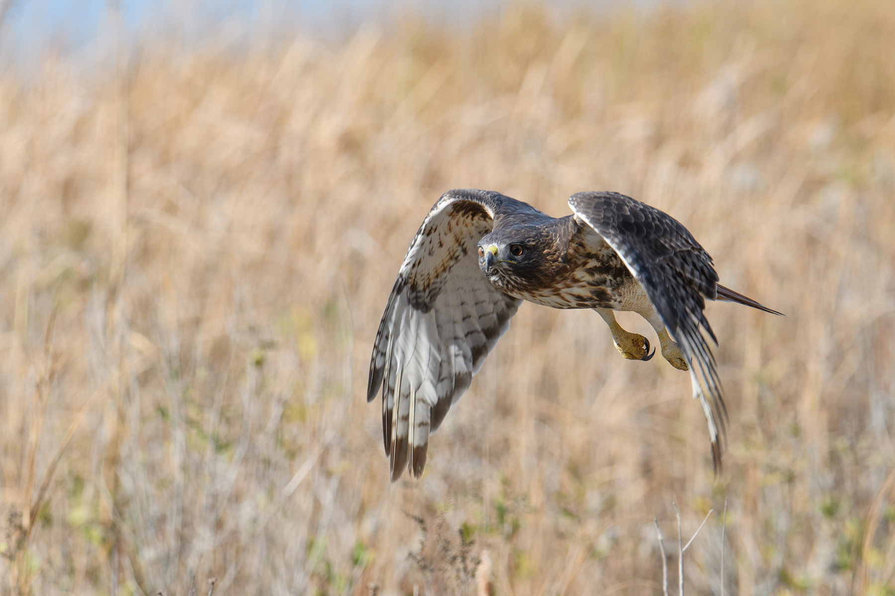<p>Distancia focal :340mm Exposici&oacute;n : F/6.3 1/2000seg ISO 800</p>
