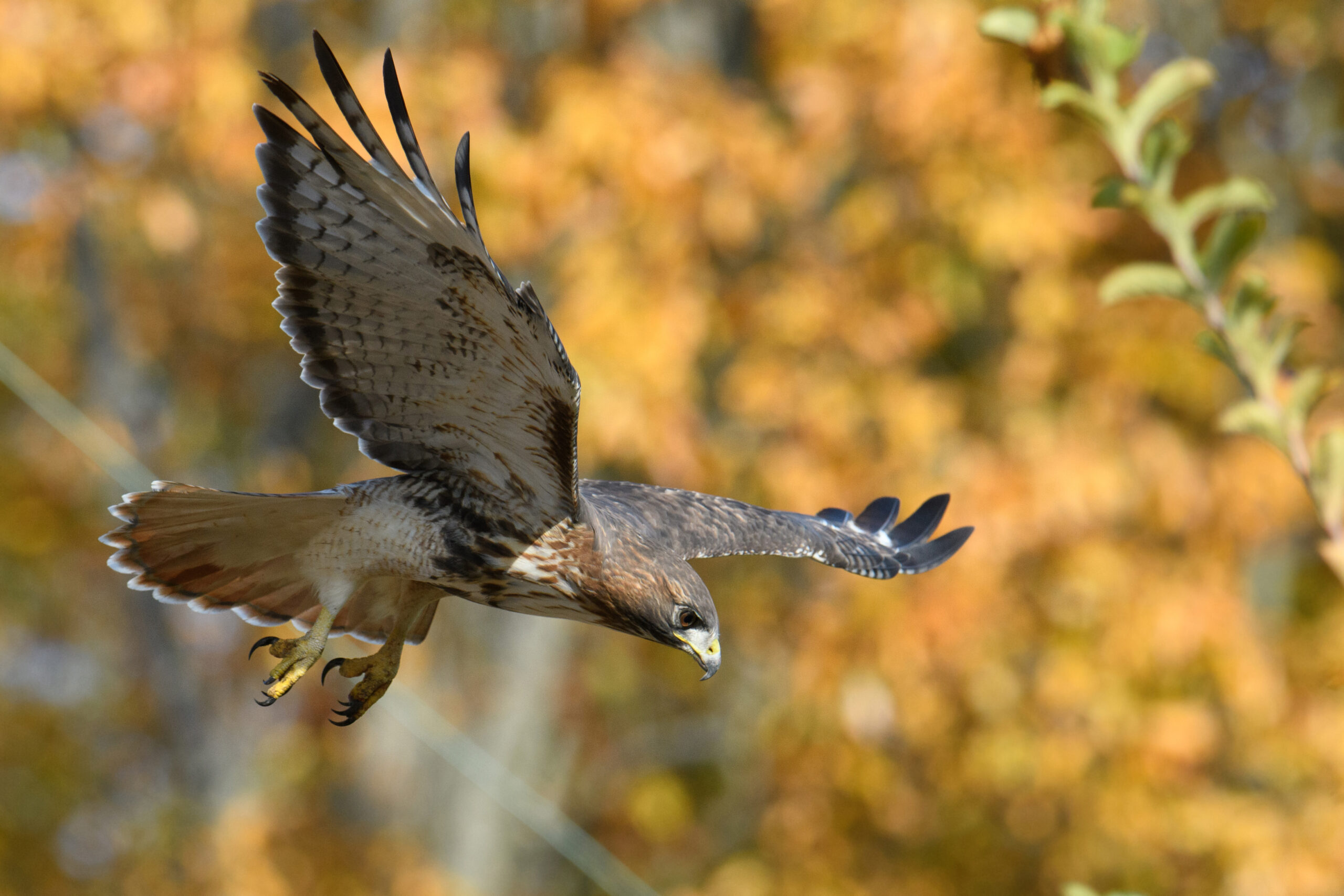 <p>Distancia focal :400mm Exposici&oacute;n : F/6.3 1/2000seg ISO 1000</p>