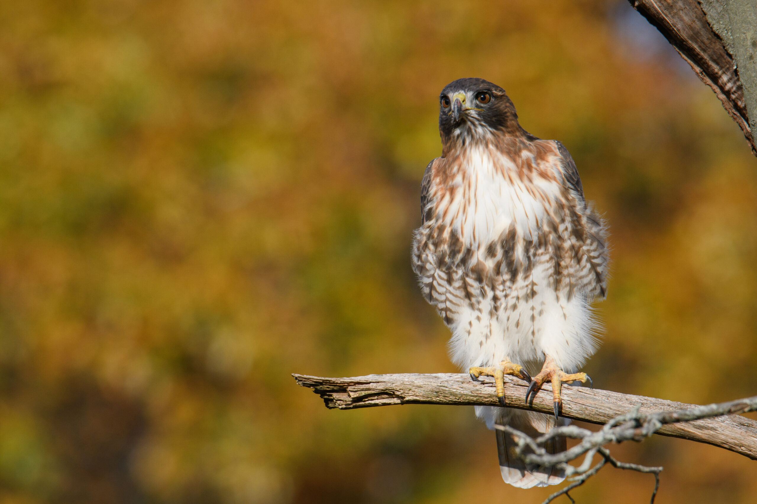<p>Distancia focal : 600mm Exposici&oacute;n : F/8.0 1/1000seg ISO 360</p>
