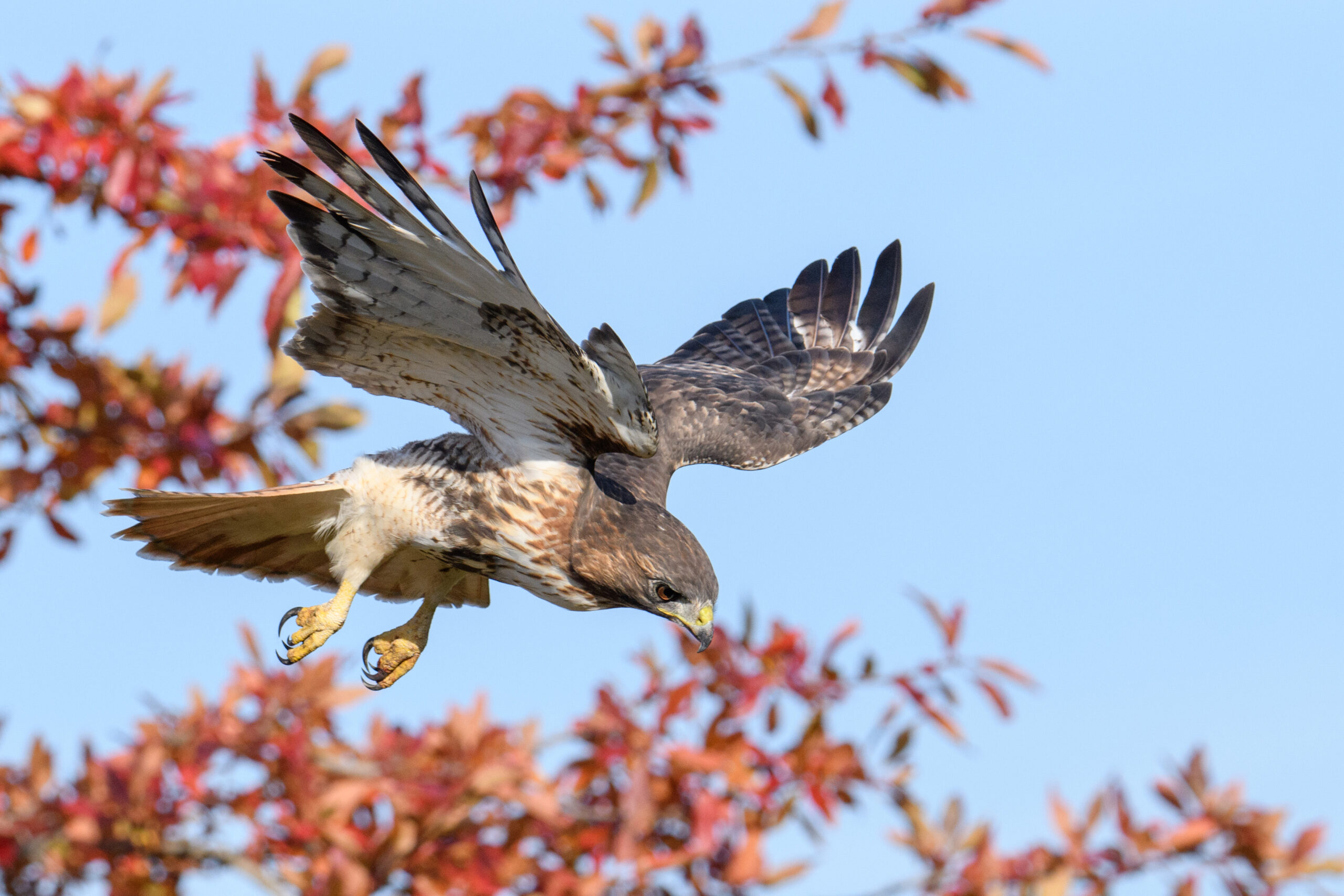 <p>Distancia focal : 300mm Exposici&oacute;n : F/6.3 1/2500seg ISO 1250</p>