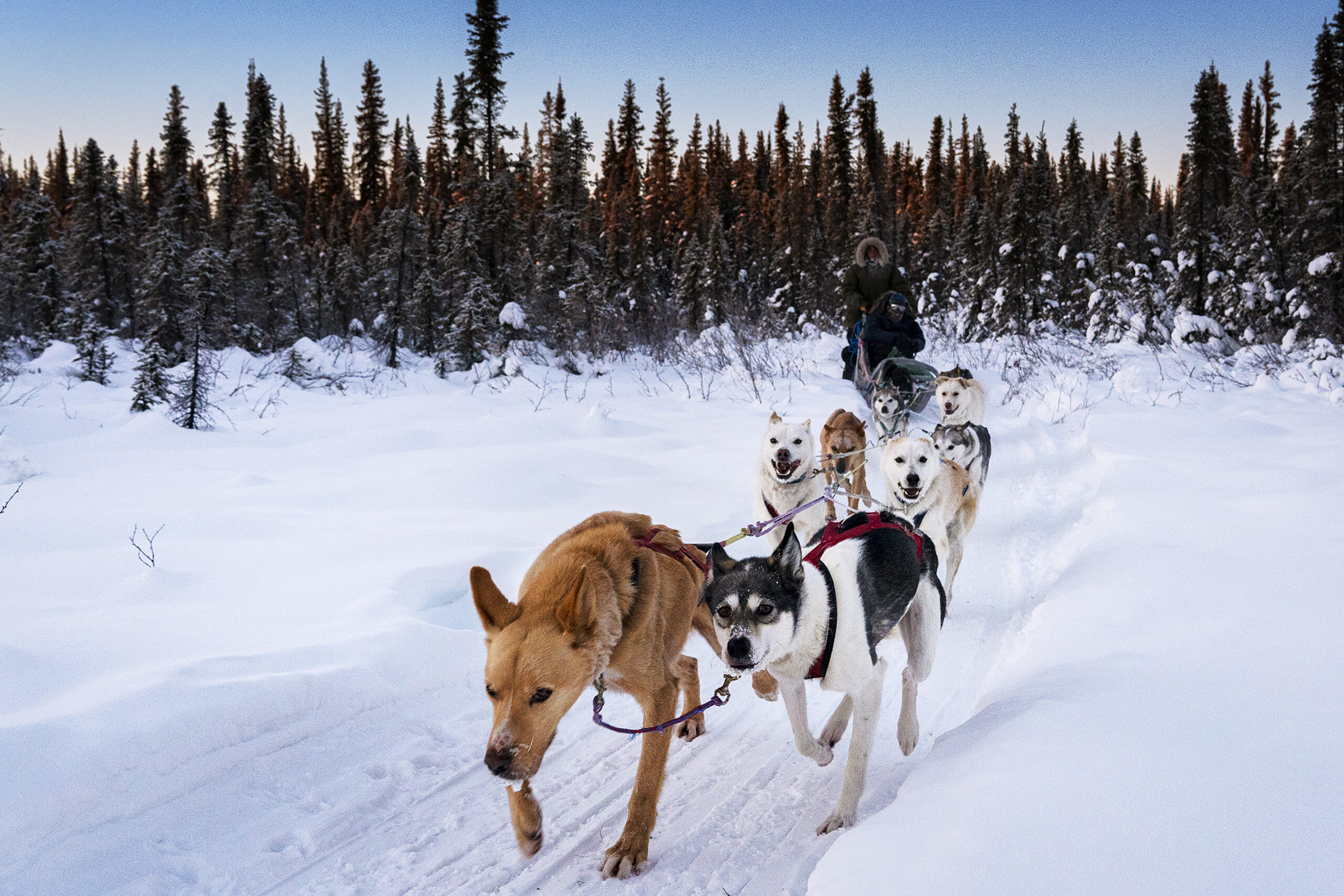 L'équipe de chiens de traîneau fonce à travers une forêt enneigée. Cette photo a été prise avec du matériel de photographie d'hiver bien entretenu pour garantir une mise au point nette et des performances par temps froid.
