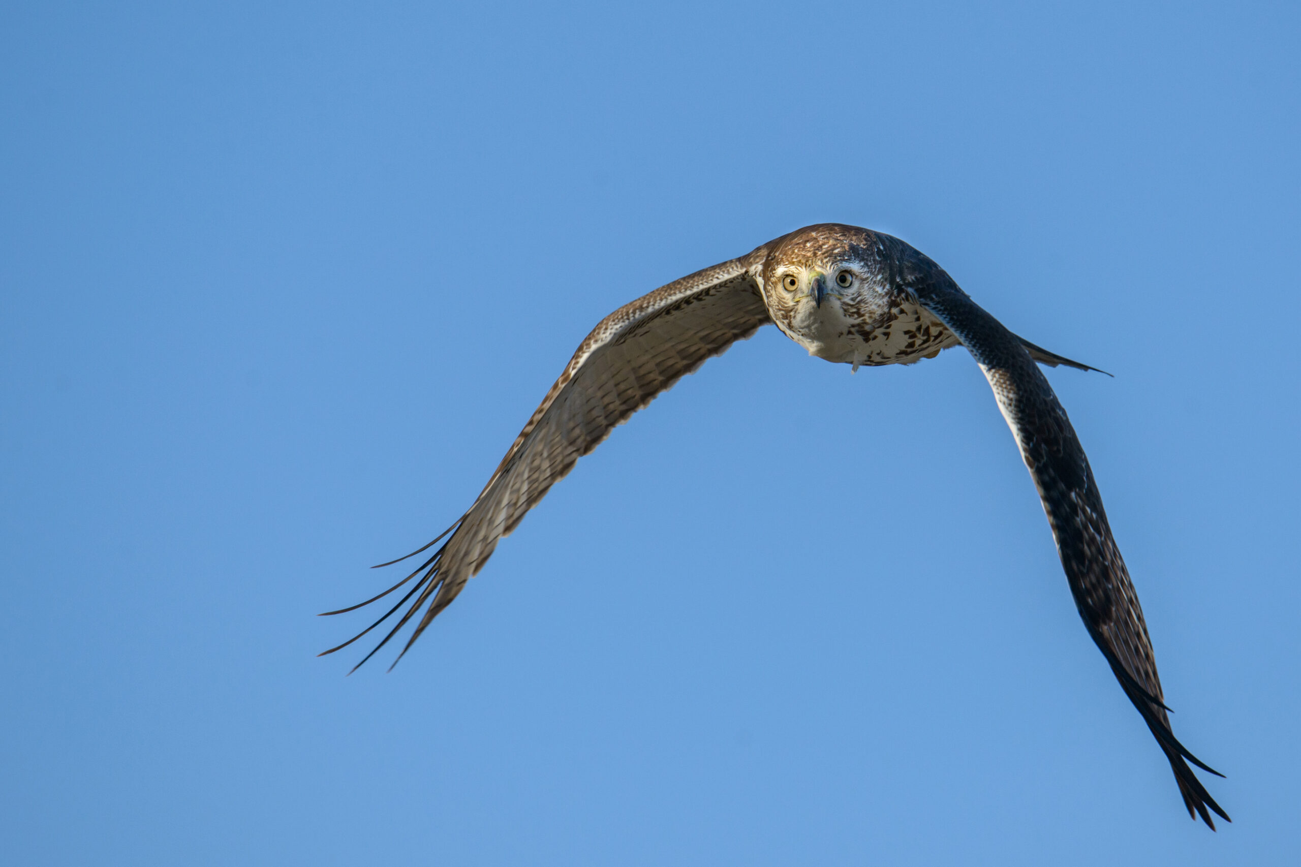 <p>Distancia focal : 500mm Exposici&oacute;n : F/7.1 1/2000seg ISO 280</p>