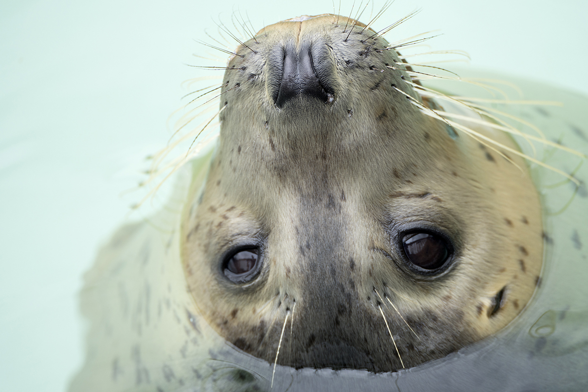 Gros plan sur le visage d'un phoque émergeant de l'eau, avec des détails fins et une grande clarté, capturé avec l'un des meilleurs objectifs pour les photos de vacances.