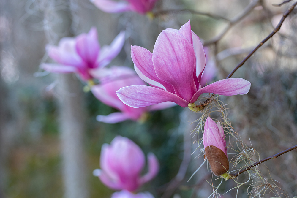 Close-up of vibrant pink magnolia blossoms on a branch, with delicate petals unfolding in soft natural light and a blurred background highlighting depth and detail.