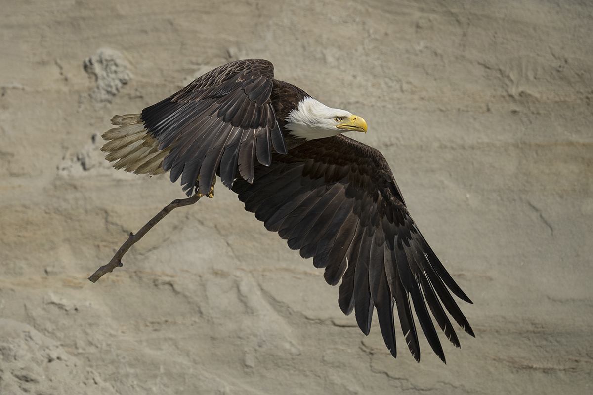 Uma majestosa águia careca carrega um galho em suas garras enquanto voa contra um penhasco de pedra - um exemplo ideal de captura de um pássaro em voo com precisão e detalhes.