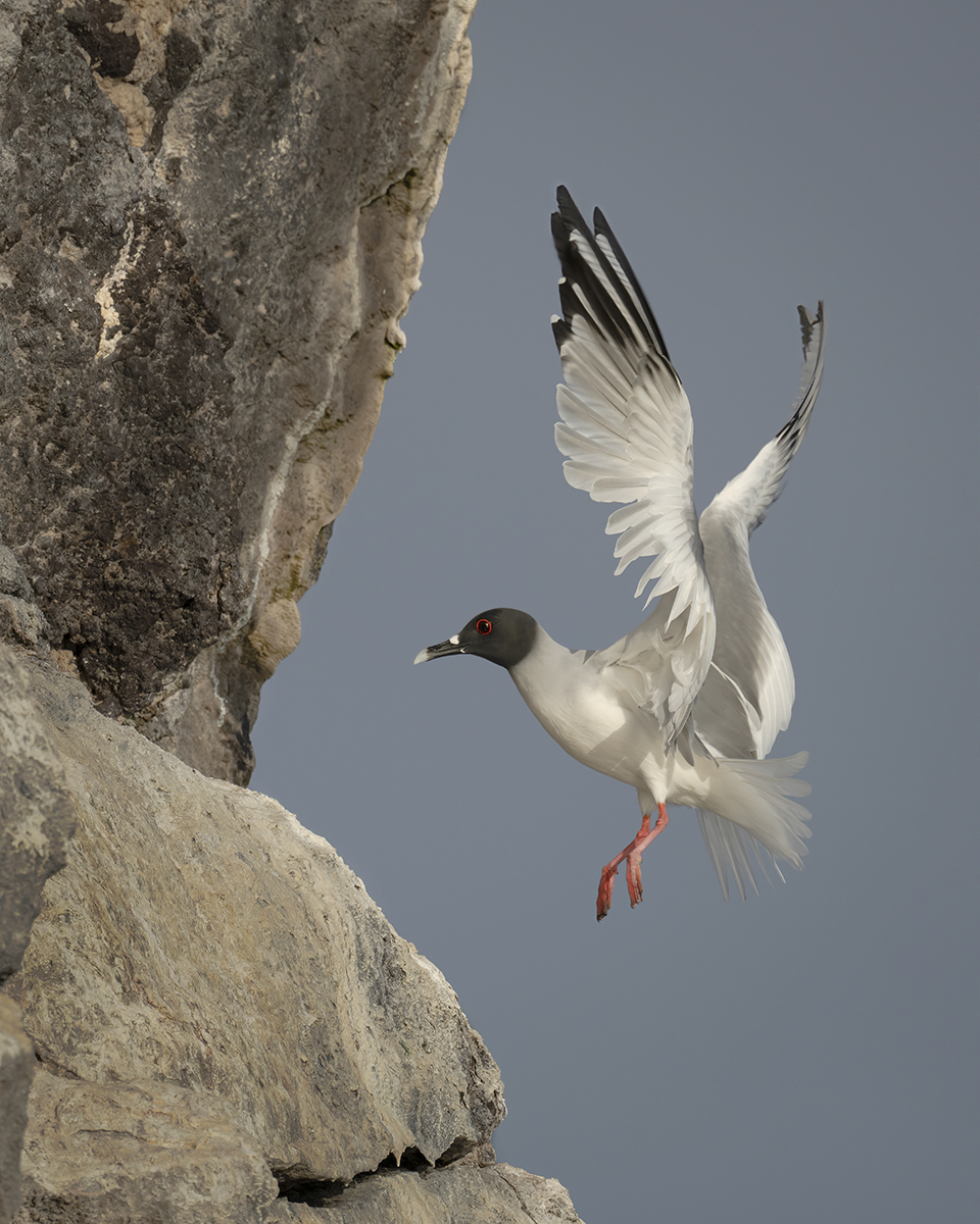 Um pássaro se aproxima graciosamente de um penhasco rochoso, com as asas totalmente estendidas e o foco nítido capturando a elegância e o movimento da cena.