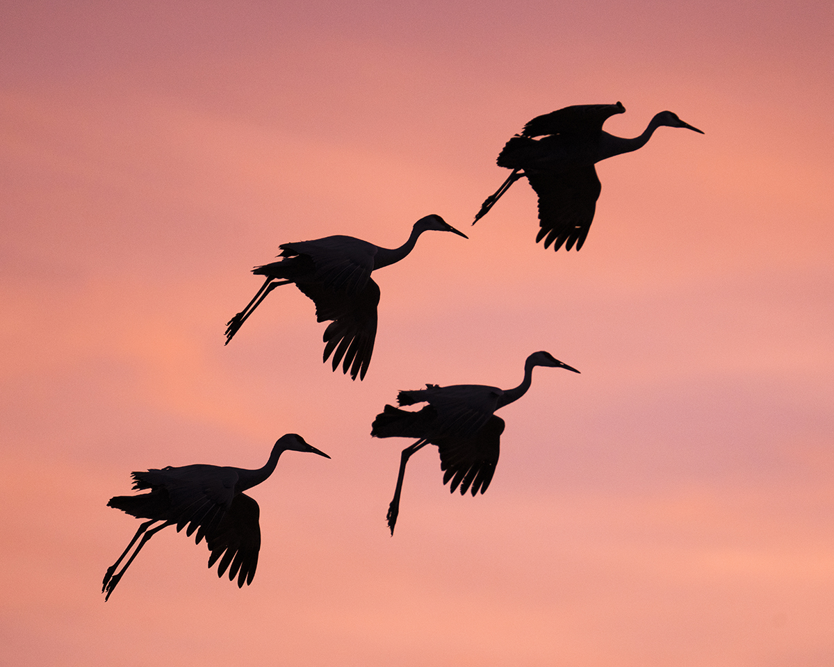 Quatro grous deslizam pelo ar em um céu de pôr do sol rosa e laranja vívido - um momento ideal para fotografar uma silhueta de pássaro em um voo gracioso.