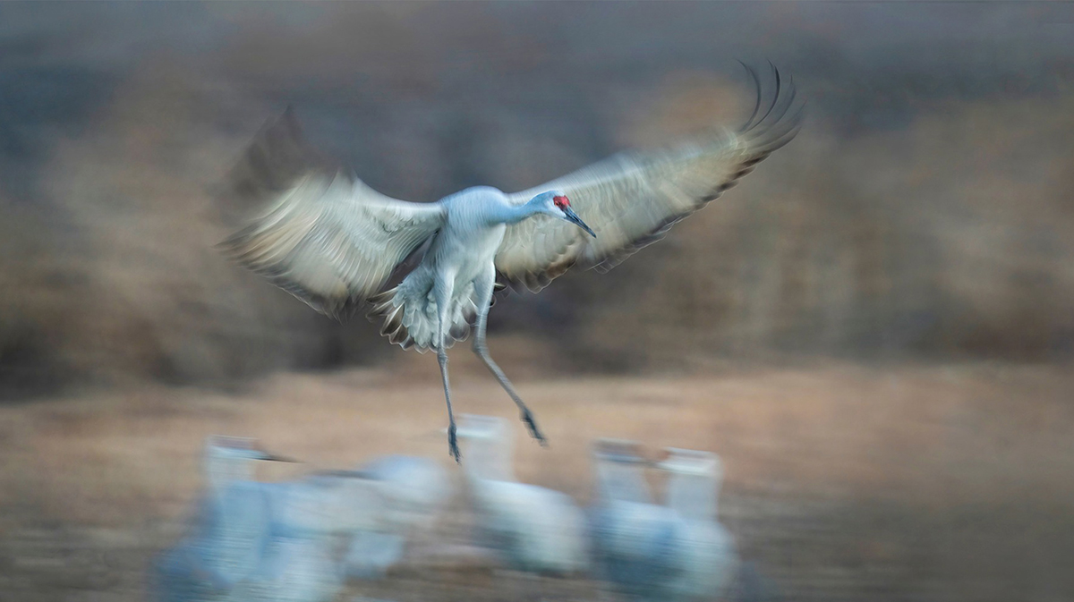 Um Sandhill Crane em pleno voo capturado com uma técnica de panorâmica, mostrando o desfoque de movimento nas asas e no plano de fundo e mantendo o foco nítido na cabeça da ave para obter um efeito artístico e dinâmico.
