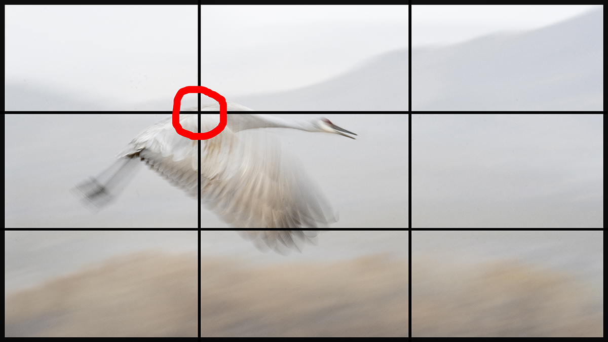 Um pássaro em movimento demonstra o uso da regra dos terços, com a cabeça do pássaro alinhada em um ponto de interseção chave para criar equilíbrio e interesse visual no quadro.