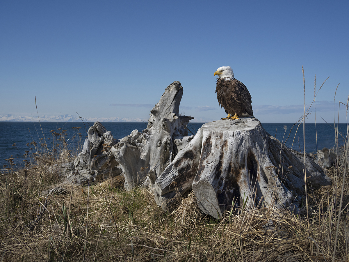 Uma águia careca empoleira-se majestosamente em um grande tronco de árvore costeira sob um céu azul claro - um excelente exemplo de dicas de fotografia de pássaros com foco na captura de pássaros em seu ambiente natural.